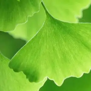 Fan shaped leaves of an ancient tree