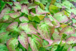 Green leaves of the epimedium plant