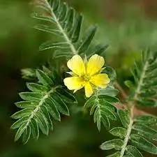Small yellow flowers and spiky fruit